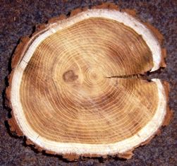 Спил дерева показывает окружность времени его жизни